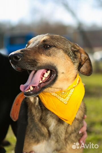 Собака ищет дом, Август