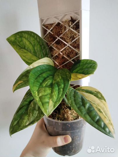 Монстера сп Перу (карстенианум) вар