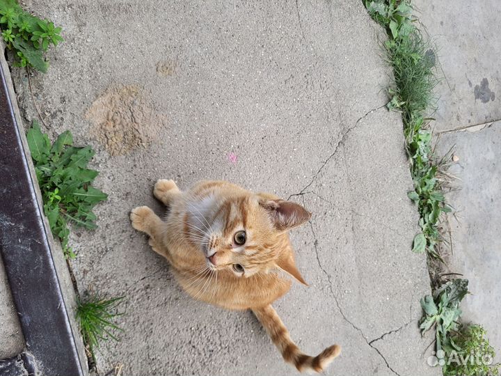 Кот ищет дом