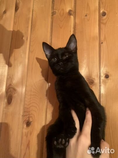 Котёнок мальчик 3,5 мес