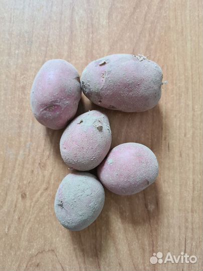 Семенной картофель сорта Алуэт