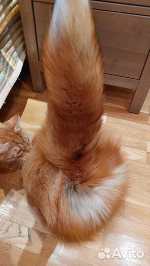 Шапка из лисы