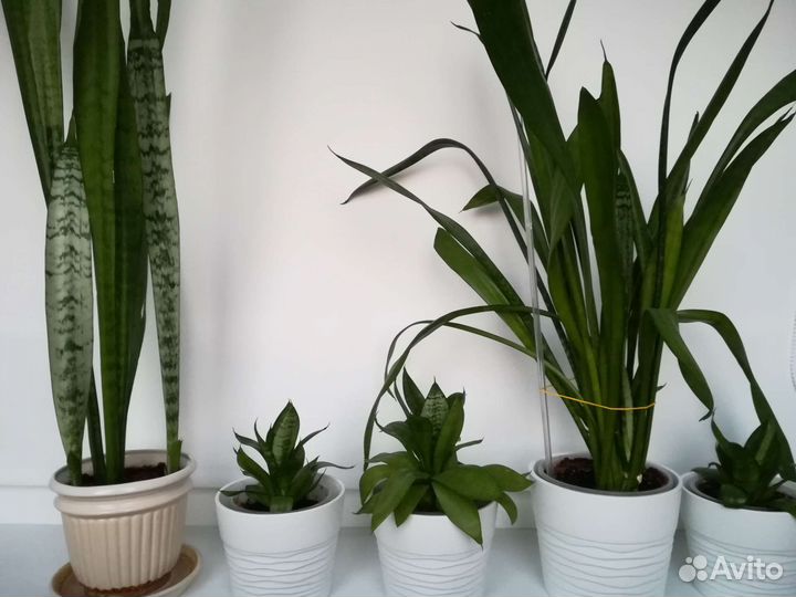 Цветы комнатные