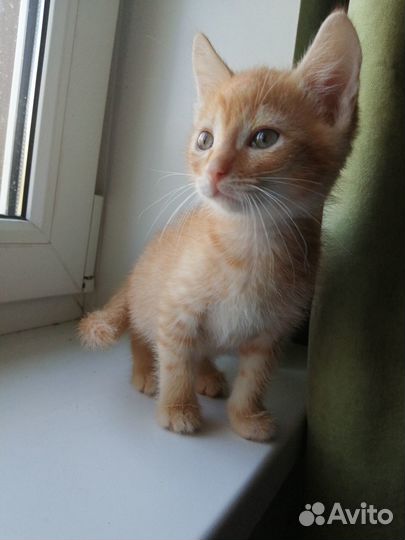 Маленький рыжик в добрые руки