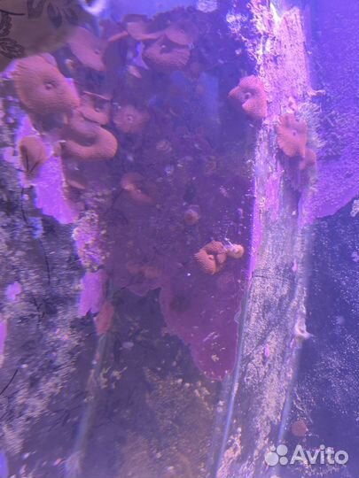 Морской аквариум самп