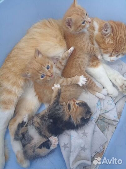 Котята в добрые руки