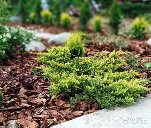 Кора / Мульча Сибирской Лиственницы в наличии