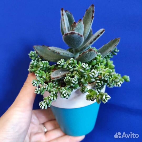 Садик из суккулентов композиция в керамике