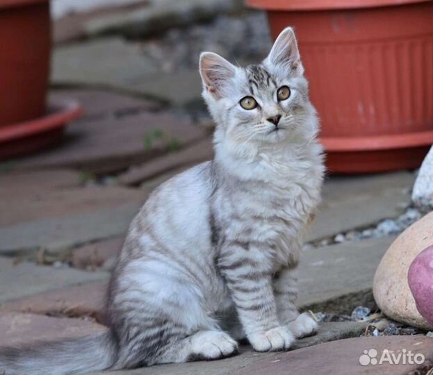 Котёнок
