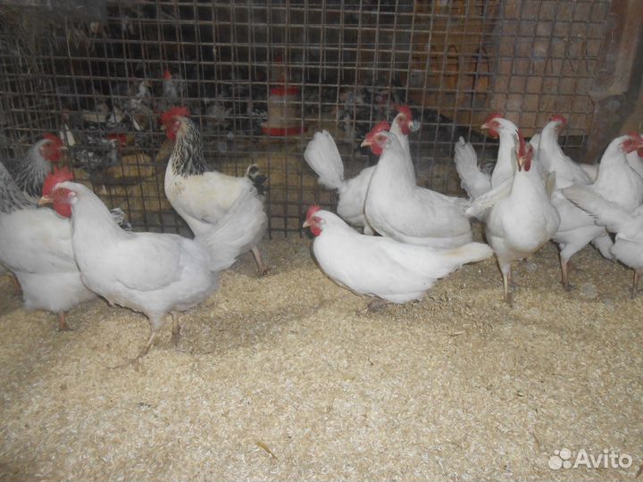 Инкубационное яйцо Леггорн белый/далматинец