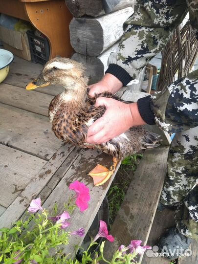 Подсодная утка