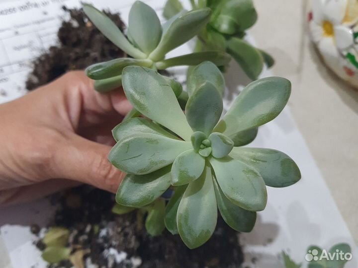 Суккуленты