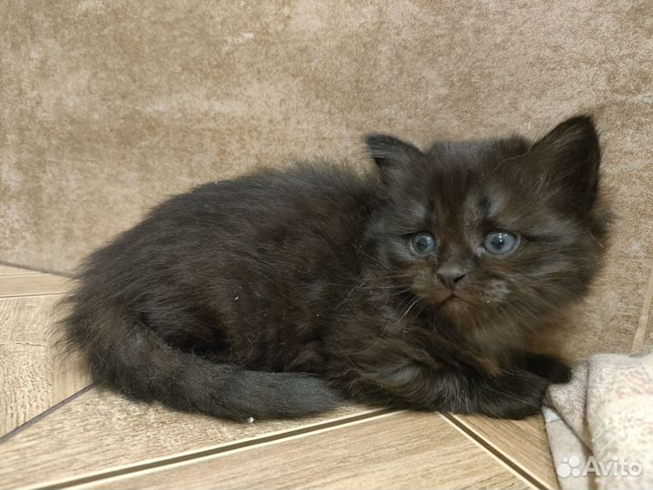 Шотландская