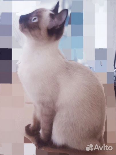 Вязка Меконгский бобтейл (тайская) сиамская