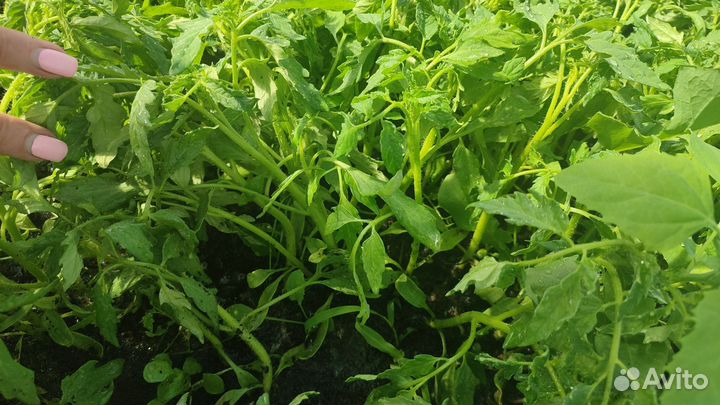 Рассада помидор