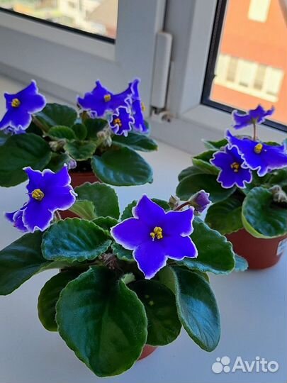 Фиалки сортовые