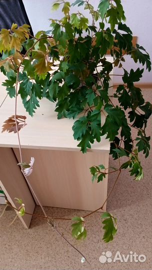 Циссус (березка)