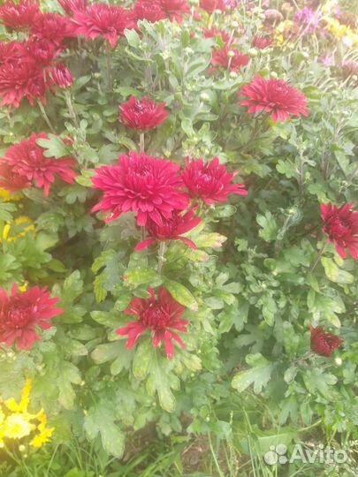 Хоизонтема мультифлора