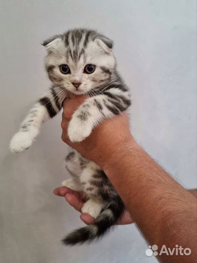 Шотландские котята