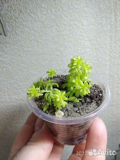 Седум японика суккулент