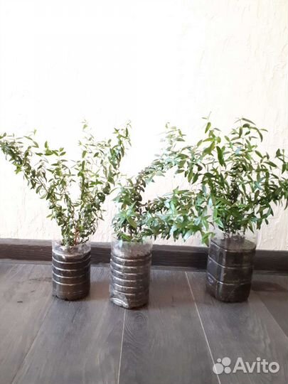 Миртовое дерево