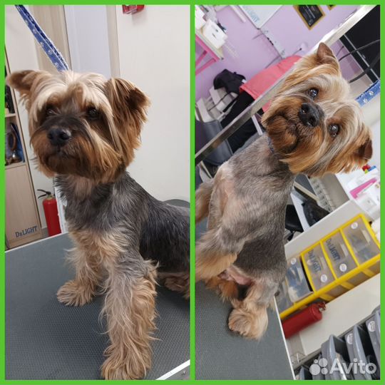 Стрижка собак и кошек. ЖК Волгарь