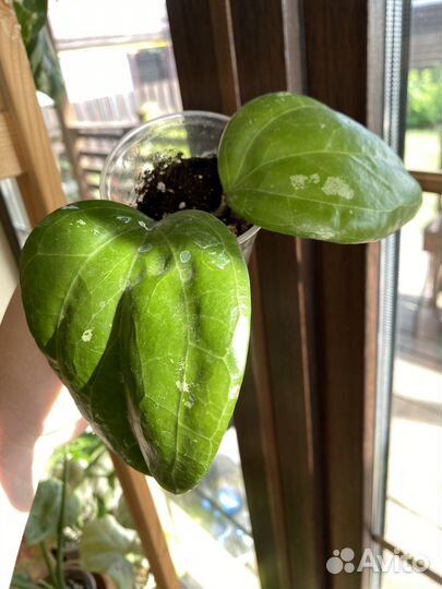 Хойя Саравак, Мишель, Маркофилла, ир-26