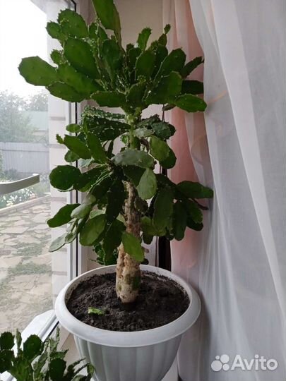 Кактус