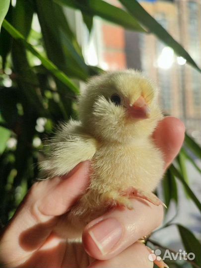 Цыплята фавероль,лакеданзи