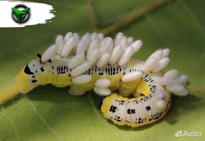 Габробракон, трихограмма, энтомофаги