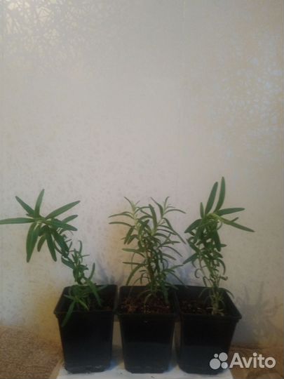 Продам кустики розмарина