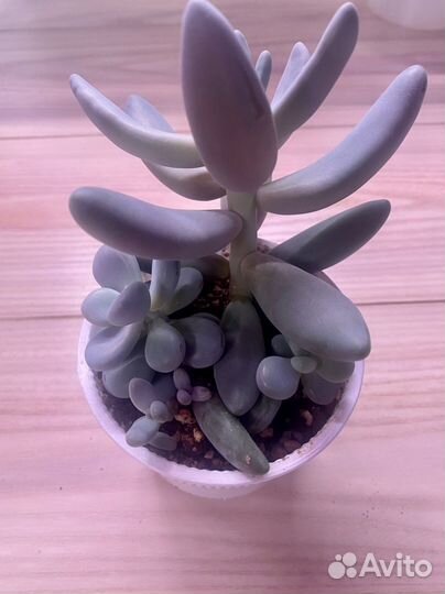 Пахифитум (разные)