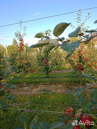 Саженцы яблони 2-3 летки