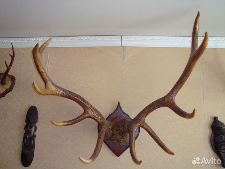 Рога лося,оленя,косули