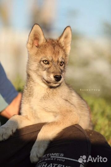 Волкособ щенок мальчик