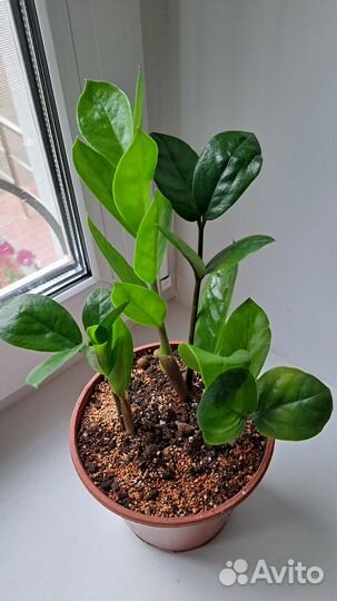 Замиокулькас