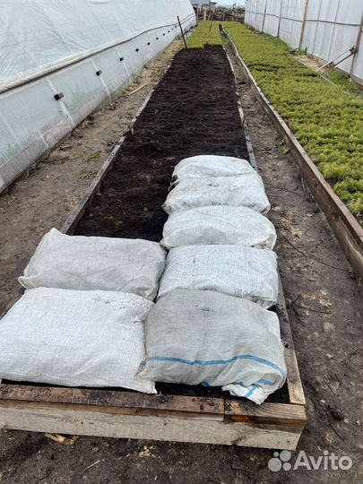 Саженцы сосны зкс