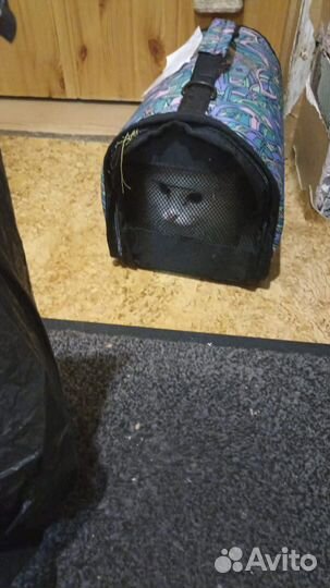 Котик найденыш