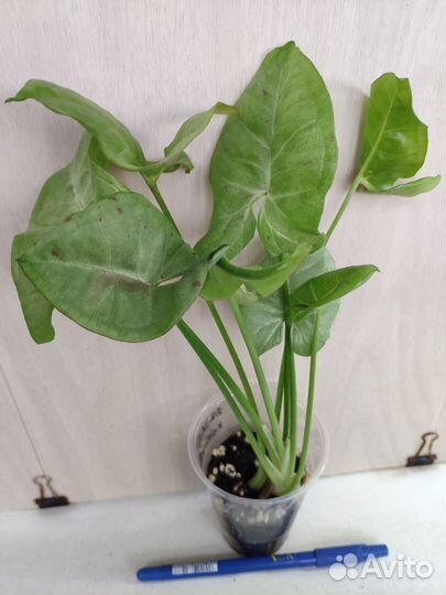 Укорененные растения