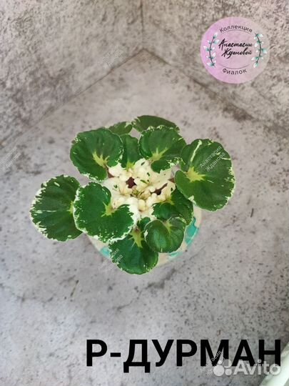 Фиалки стартеры