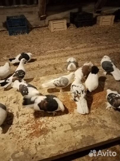 Продажа голубей