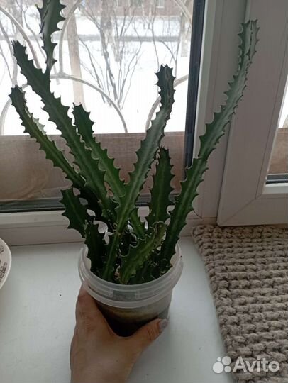 Кактус молочай