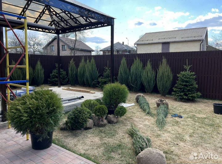 Туя Смарагд