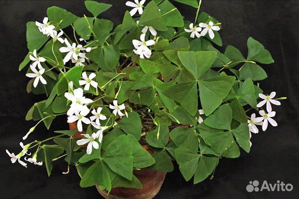 Кислица зеленая и бордовая