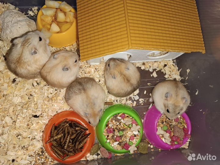 Джунгарский хомяк