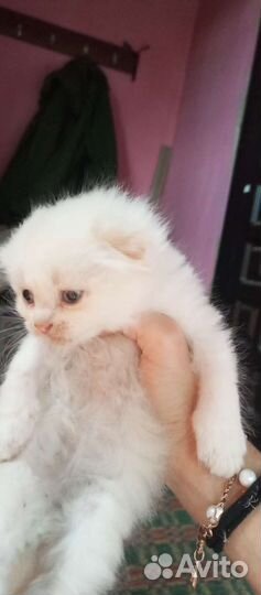 Кошечка в добрые руки