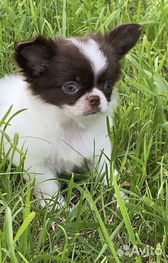 Шоколадно белый чихуахуа