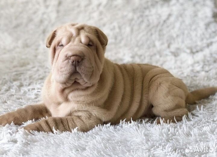 Щенки Шарпея