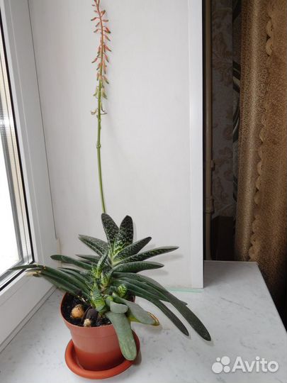 Цветущие цветы комнатные