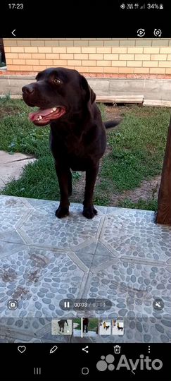 Кобель лабрадора вязка